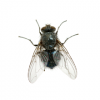 abba-pest-control-flies